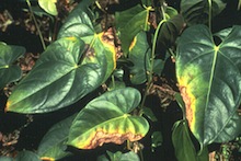 Anthurium with blight